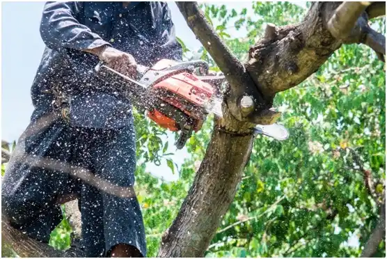 tree services Middleburg